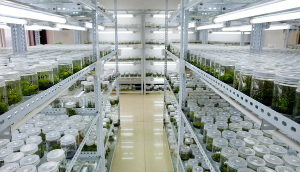 植物組織培養實驗室